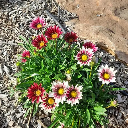 לינה וארוחת בוקר Dans Un Ecrin De Verdure Angrie