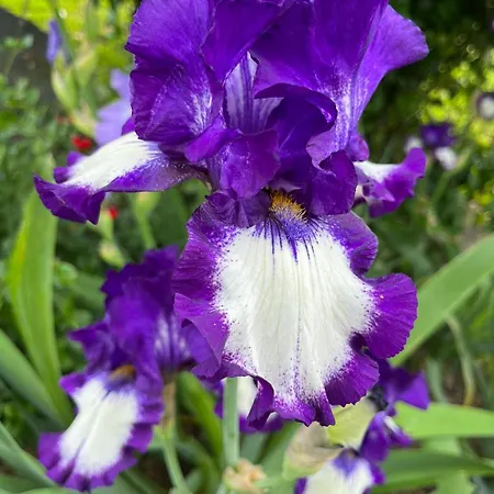 Dans Un Ecrin De Verdure