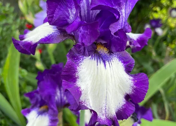 Dans Un Ecrin De Verdure